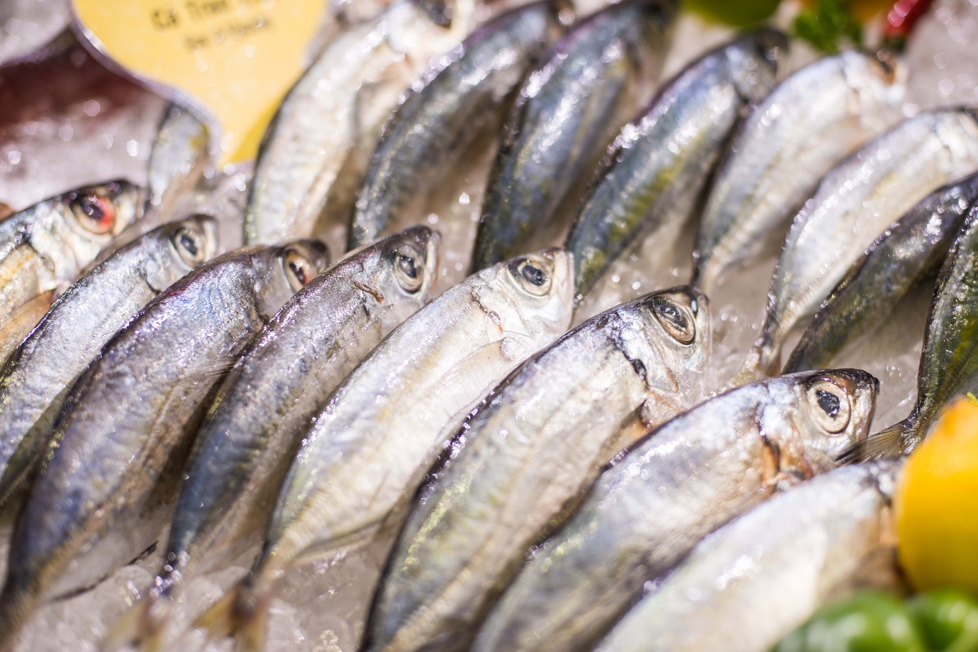 hang-ngan-san-pham-thuy-san-chat-luong-cao-se-duoc-trung-bay-tai-vietfish-2025-1754626963.jpg