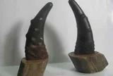 Hiểm họa khôn lường từ việc dùng sừng tê giác chữa bệnh cho trẻ em