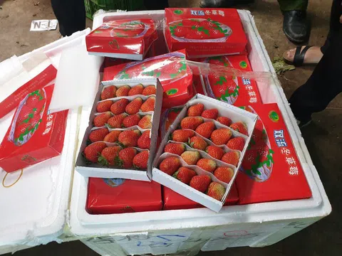 Đà Lạt: Tiêu hủy gần chín tấn dâu tây vô chủ